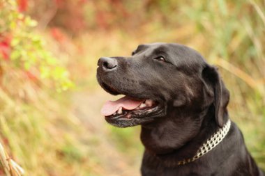 Labrador Retriever köpeğinin dışarıda çekilmiş bir portresi. Metin için boşluk