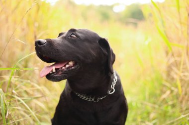 Güzel Labrador Retriever köpeği açık havada bir şeye bakıyor.