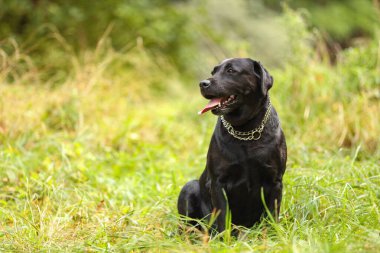 Dışarıdaki yeşil çimlerde oturan sevimli Labrador Retriever köpeği. Metin için boşluk