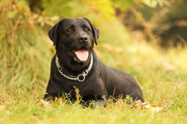 Sevimli Labrador Retriever köpeği yeşil çimlerin üzerinde yatıyor.