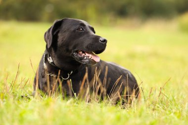 Yeşil çimlerin üzerinde sevimli Labrador Retriever köpeği