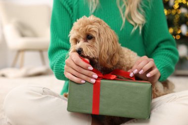 Kadın Noel hediyesini açıyor ve sevimli Maltipoo köpeği içeride, yakın plan.