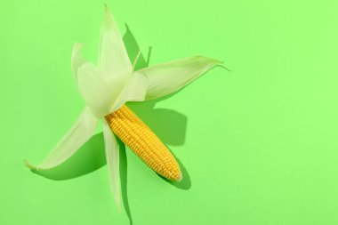 Açık yeşil arka planda kabukları olan taze, olgun mısır koçanı. Metin için boşluk