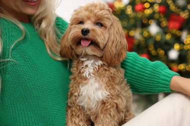 Woman with cute Maltipoo dog in room decorated for Christmas, closeup clipart