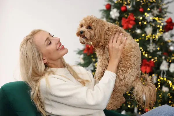 Noel için dekore edilmiş sevimli Maltipoo köpeği olan bir kadın.