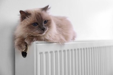 Evdeki radyatörde sevimli tüylü kedi, yakın plan.