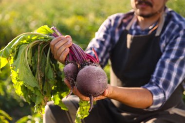 Güneşli bir günde tarlada olgun pancar kökü hasat eden çiftçi, yakın plan.