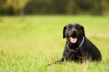 Yeşil çimlerin üzerinde yatan sevimli Labrador Retriever köpeği. Metin için boşluk