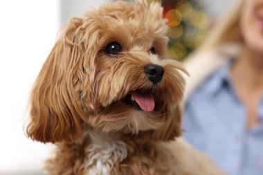 Evde sevimli bir Maltipoo köpeği olan, seçici odaklı bir kadın.