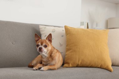 Odadaki kanepede tatlı bir chihuahua köpeği.