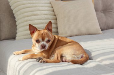 Odadaki tatlı Chihuahua köpeği.