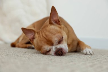 Şirin bir chihuahua köpeği yumuşak halıda uyuyor.