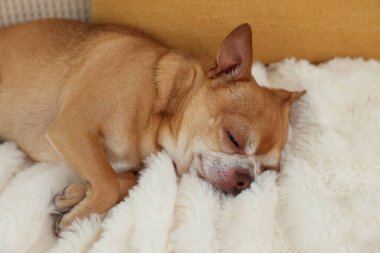 Şirin Chihuahua köpeği kanepede uyuyor.