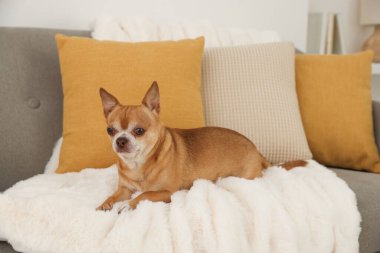 Odadaki kanepede tatlı bir chihuahua köpeği.
