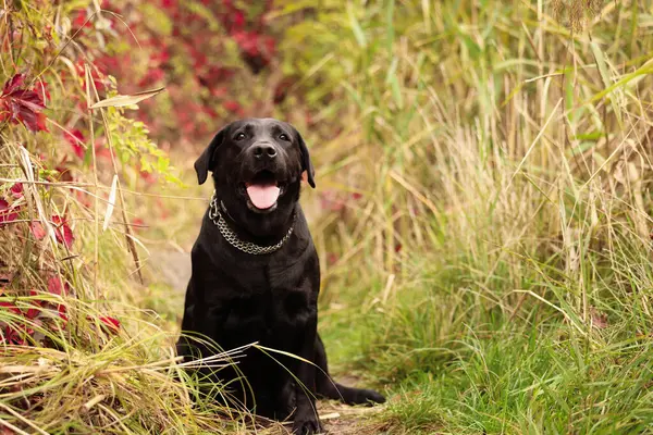 Dışarıda renkli çimlerin arasında oturan sevimli Labrador Retriever köpeği. Metin için boşluk