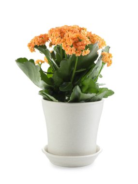 Beyaz tencerede güzel bir kalanchoe çiçeği.