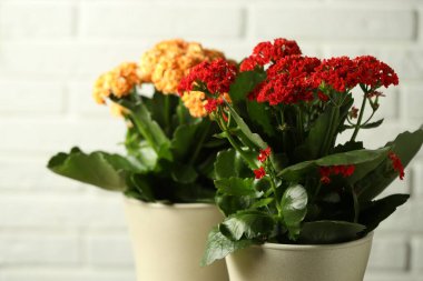Aydınlık arka planda saksılarda farklı güzel kalanchoe çiçekleri, yakın plan
