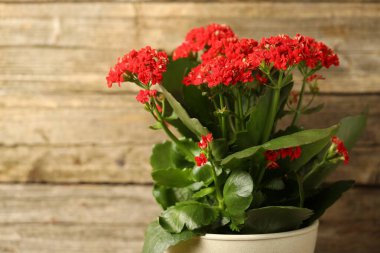 Bulanık arka planda saksıda güzel kırmızı kalanchoe çiçeği, yakın plan.
