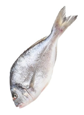 Bir çiğ gilthead balığı beyazda izole edilmiş. Deniz yiyeceği