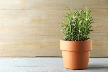 Gri ahşap masadaki saksıda yetişen biberiye bitkisi, yazı için yer. Aromatik bitki