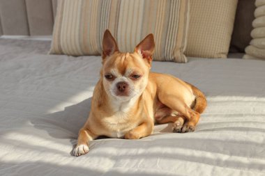 Odadaki tatlı Chihuahua köpeği.