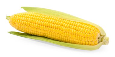 Beyaz kabuklu mısır koçanı.