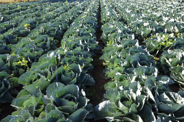 Güneşli bir günde tarlada büyüyen yeşil lahanalar.