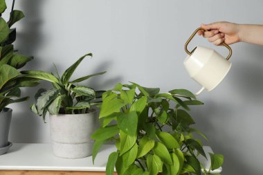 Bir kadın güzel bir saksıyı evin içinde tutuyor, yakın plan.