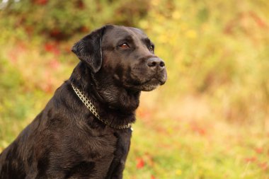 Labrador Retriever köpeğinin dışarıda çekilmiş bir portresi. Metin için boşluk