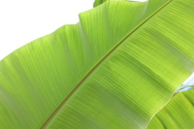 Dışarıda güzel yeşil muz ağacı yaprağı, yakın plan.