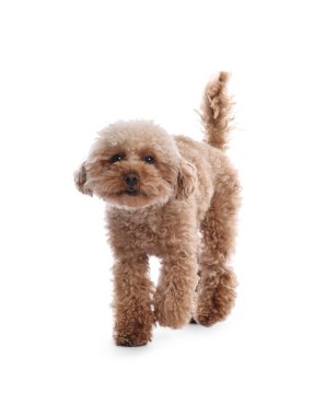 Beyaz arka planda sevimli bir Maltipoo köpeği. Sevimli hayvan