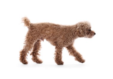 Beyaz arka planda sevimli bir Maltipoo köpeği. Sevimli hayvan