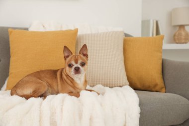 Odadaki kanepede tatlı bir chihuahua köpeği.