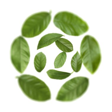 Beyaz arkaplanda yeşil yapraklar uçuşuyor