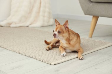 İçerideki ahşap zeminde şirin bir chihuahua köpeği.