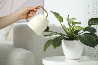 Bir kadın güzel bir saksıyı evin içinde tutuyor, yakın plan.