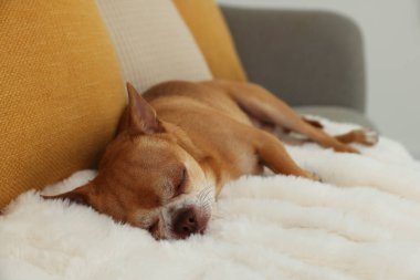 Şirin Chihuahua köpeği kanepede uyuyor.