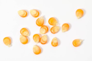 Beyaz zemin üzerinde bir sürü taze mısır taneleri, düz yatıyordu.