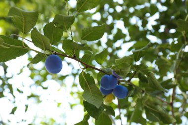 Bahçedeki ağaçta yetişen olgun erikler, düşük açı.