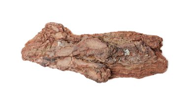 Beyaz arka planda bir ağaç kabuğu parçası, üst görünüm