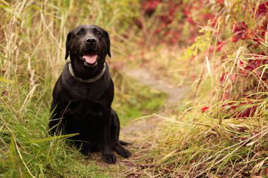 Dışarıda renkli çimlerin arasında oturan sevimli Labrador Retriever köpeği. Metin için boşluk