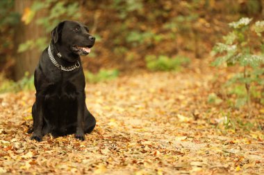 Sevimli Labrador Retriever köpeği dışarıda yaprakların arasında oturuyor. Metin için boşluk