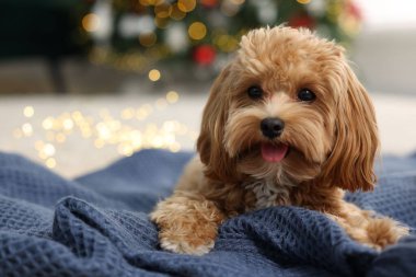 Noel için dekore edilmiş odada, battaniyenin üzerinde duran sevimli Maltipoo köpeği.