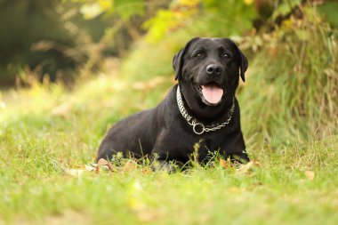 Sevimli Labrador Retriever köpeği yeşil çimlerin üzerinde yatıyor.