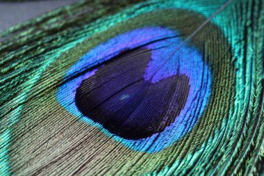 Arka plan olarak güzel parlak tavus kuşu tüyü, makro görünüm