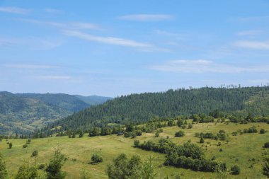 Mavi gökyüzünün altındaki ormanların güzel manzarası.