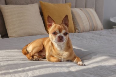 Odadaki tatlı Chihuahua köpeği.