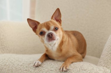 Yumuşak koltukta Chihuahua köpeği. Sevimli hayvan.