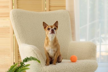 Şirin bir Chihuahua köpeği ve yumuşak koltuğu var.