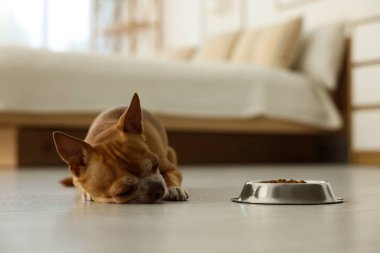 Şirin Chihuahua köpeği evde kuru yiyeceklerle beslenme kabının yanında uyuyor.